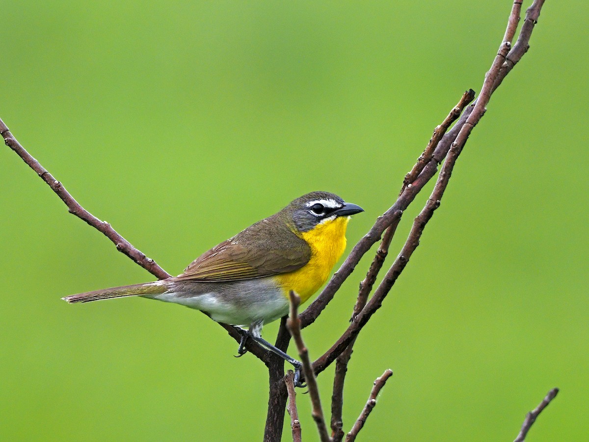 Yellow-breasted Chat - ML340790561