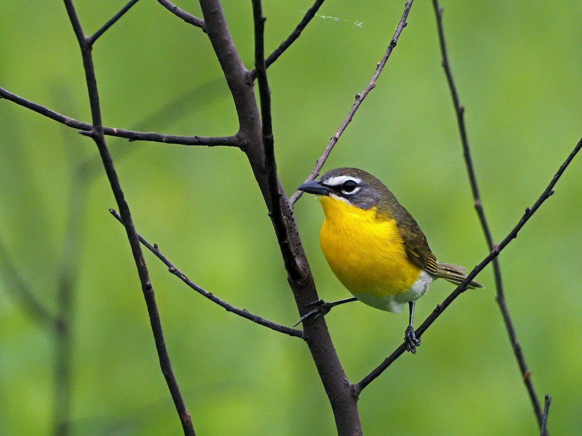 Yellow-breasted Chat - ML340790581