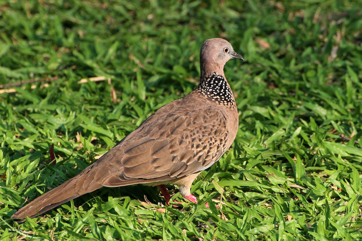 Spotted Dove - ML340792861