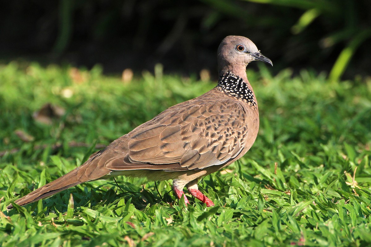 Spotted Dove - ML340792941