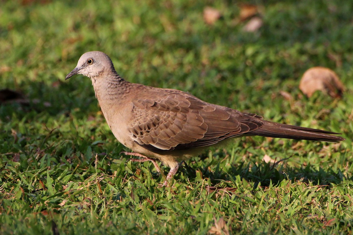 Spotted Dove - ML340793071