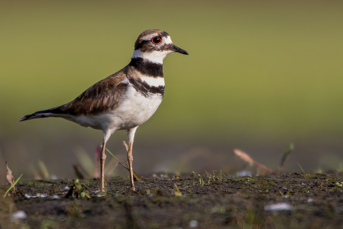 Ebird Checklist - 21 May 2021 - Hebron Fish Hatchery And Wetlands - 53 