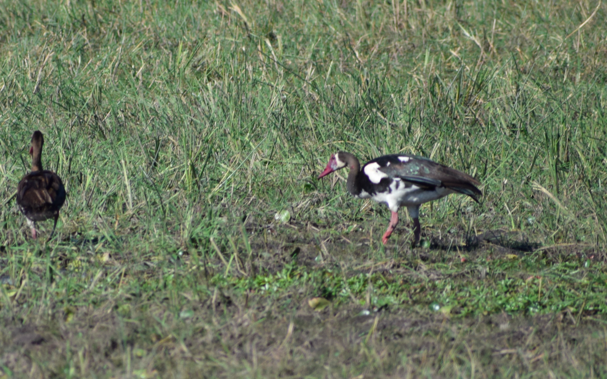 Spur-winged Goose - ML340815511