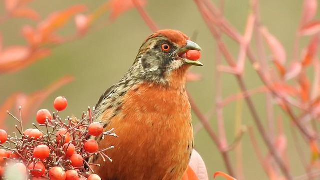  - Rufous-tailed Plantcutter