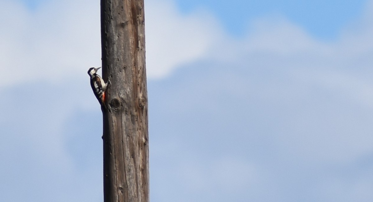 Syrian Woodpecker - ML340819581