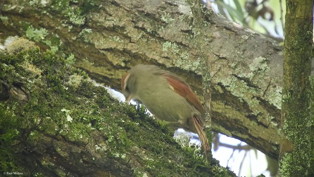 Line-cheeked Spinetail - ML340828941