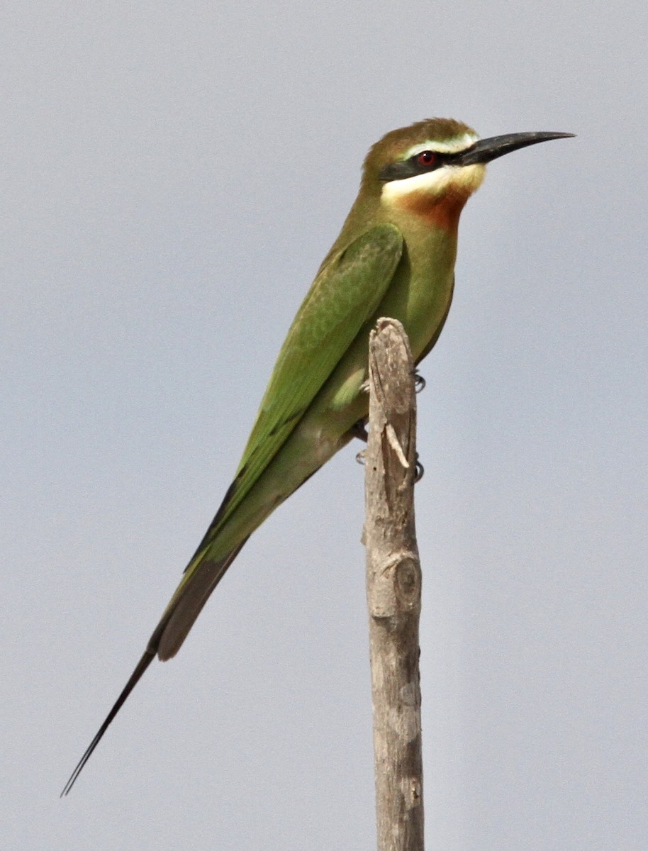 Madagascar Bee-eater - Connie Lintz