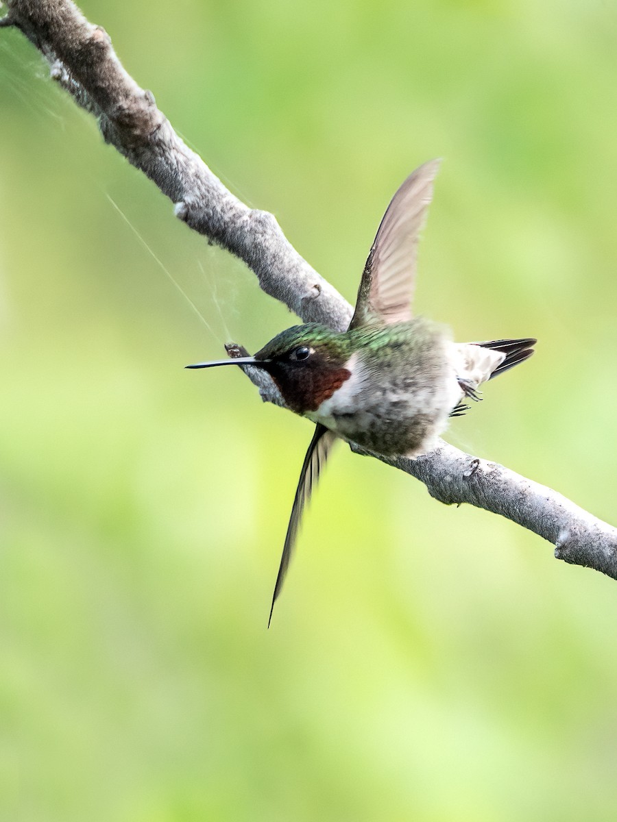 Ruby-throated Hummingbird - Danielle  A