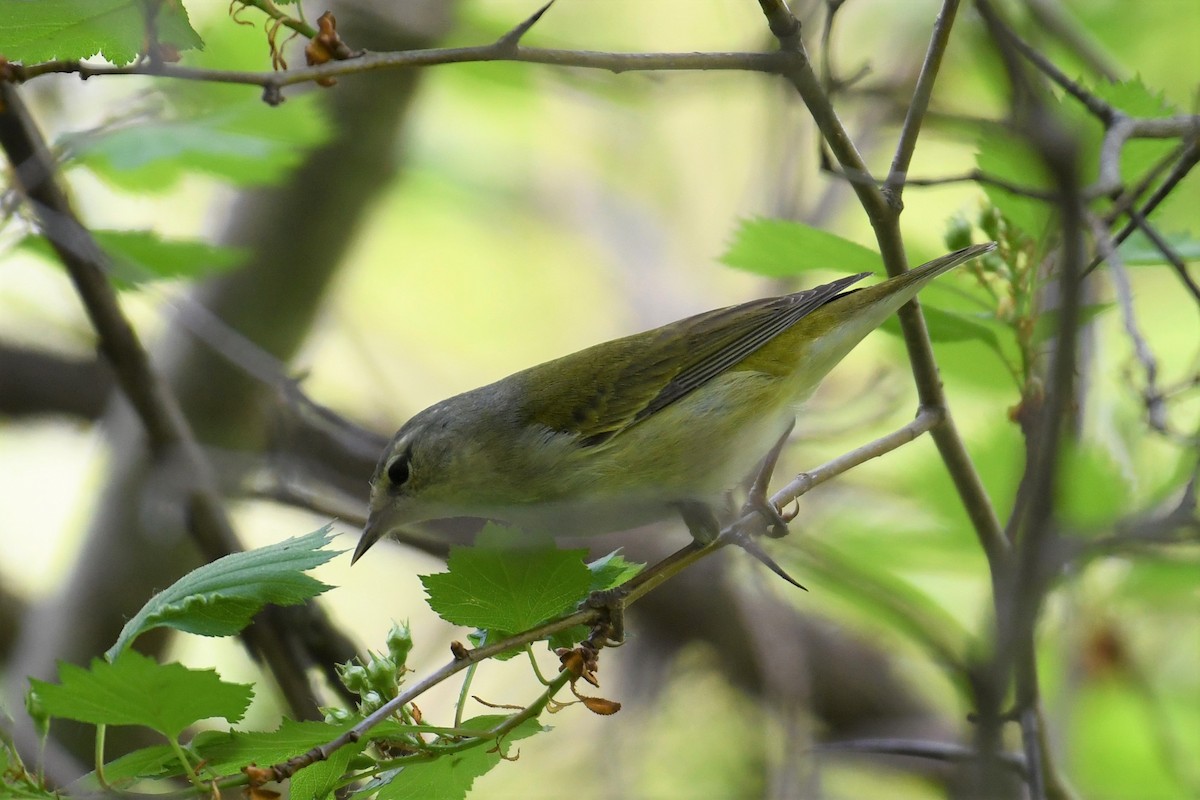 Tennessee Warbler - Bobby Nadeau