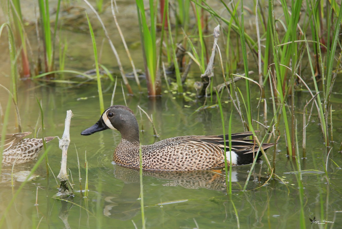 Blue-winged Teal - ML340852151
