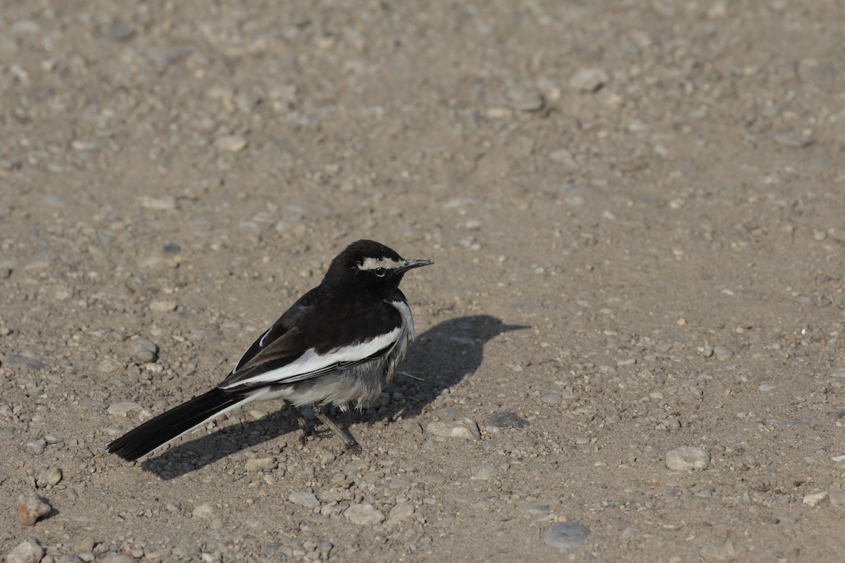 White-browed Wagtail - ML340853071