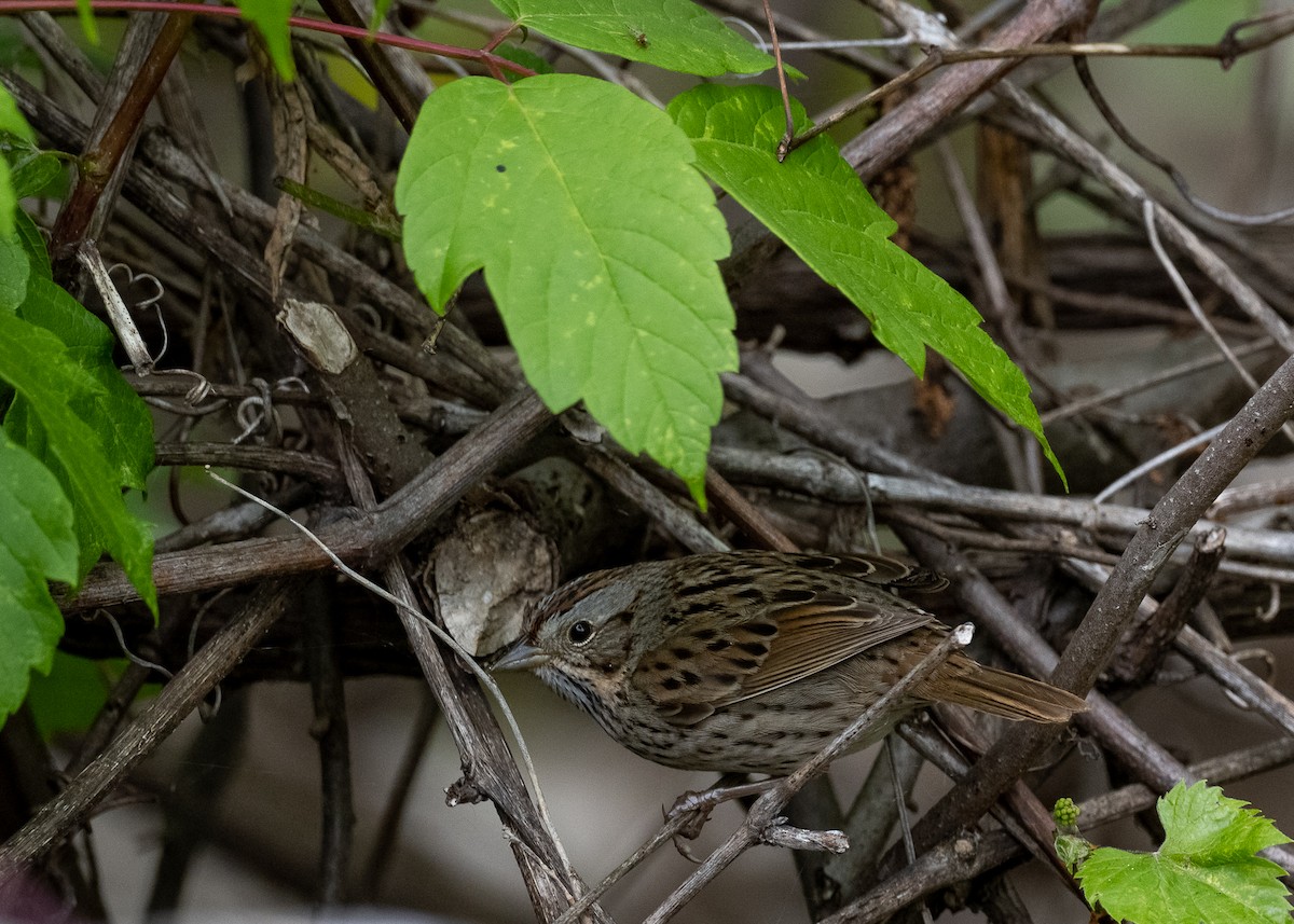 Lincoln's Sparrow - Sheila and Ed Bremer
