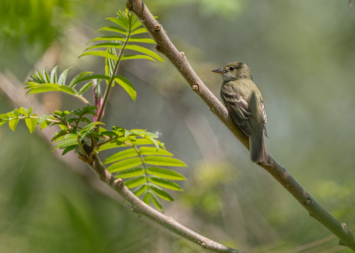 Acadian Flycatcher - Sheila and Ed Bremer
