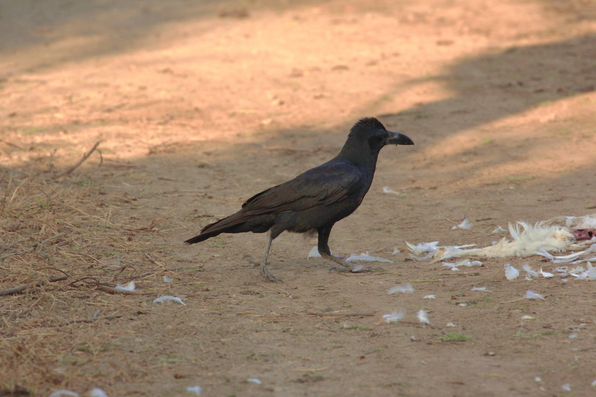 Large-billed Crow - ML340865451