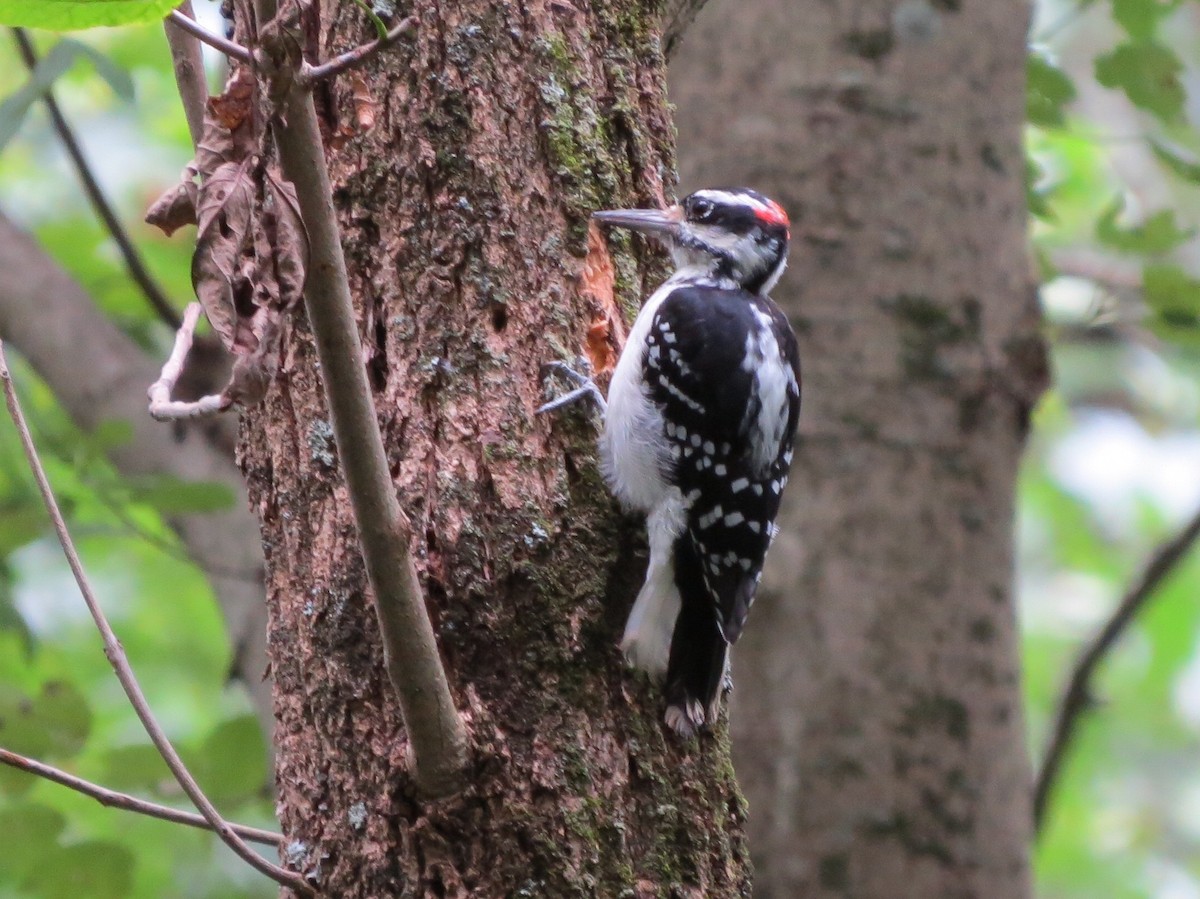 Hairy Woodpecker - Yve Morrell