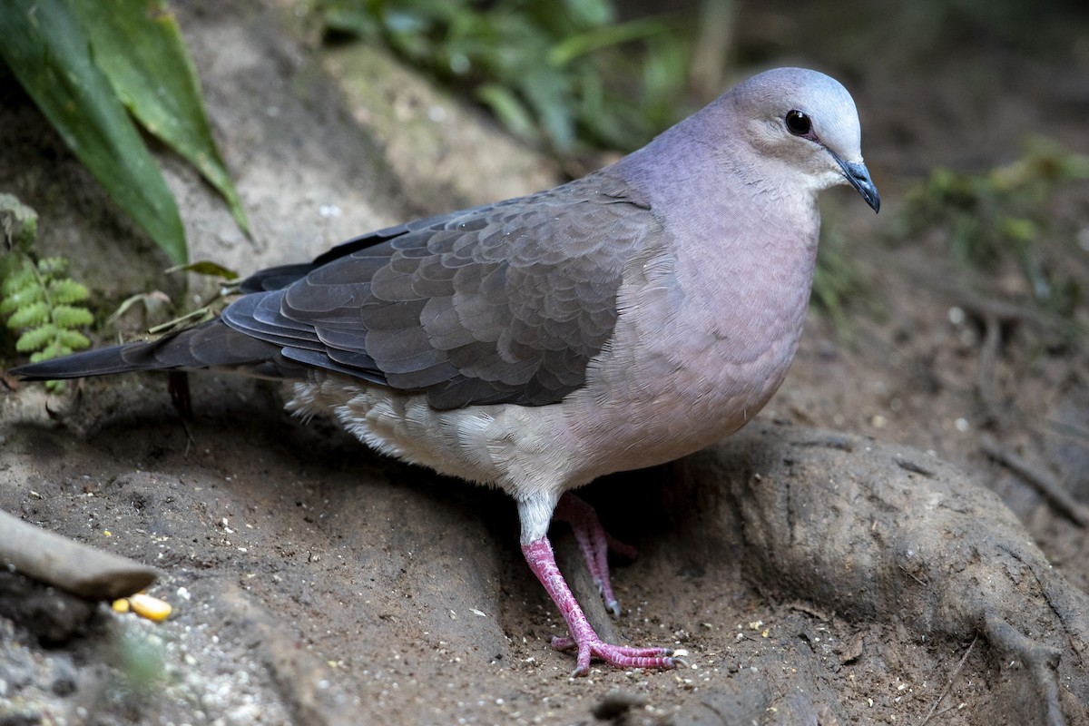 Gray-fronted Dove - ML340873171