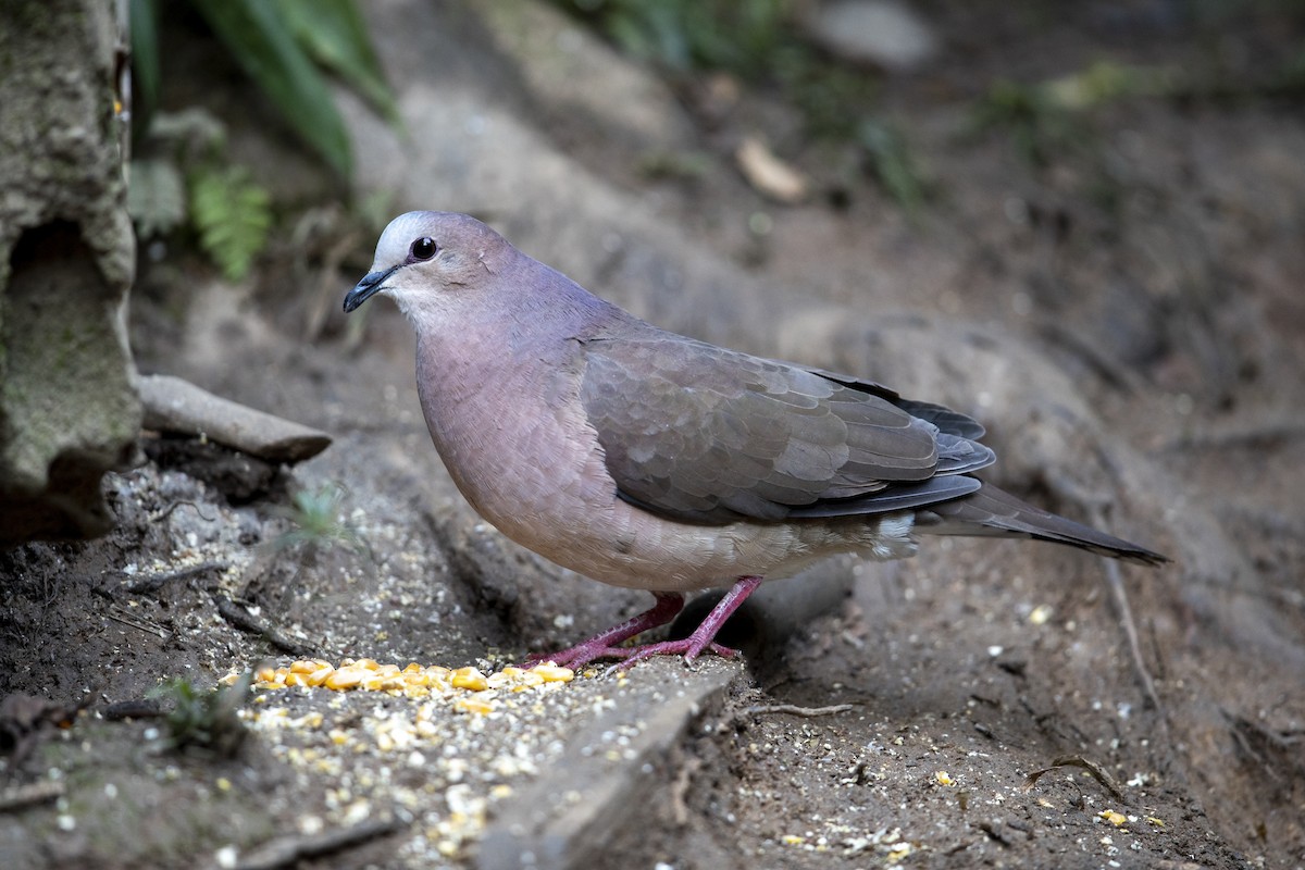 Gray-fronted Dove - ML340873191