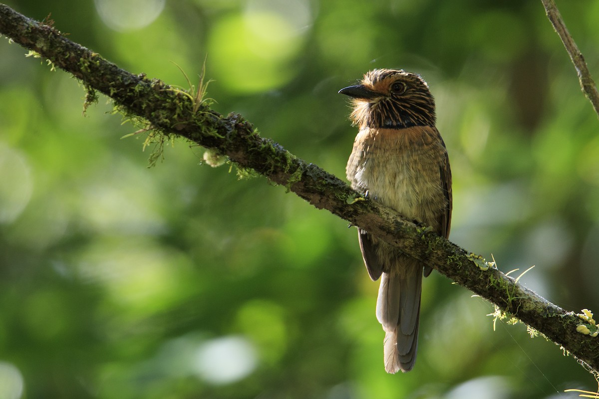 Crescent-chested Puffbird (Greater) - ML340874581