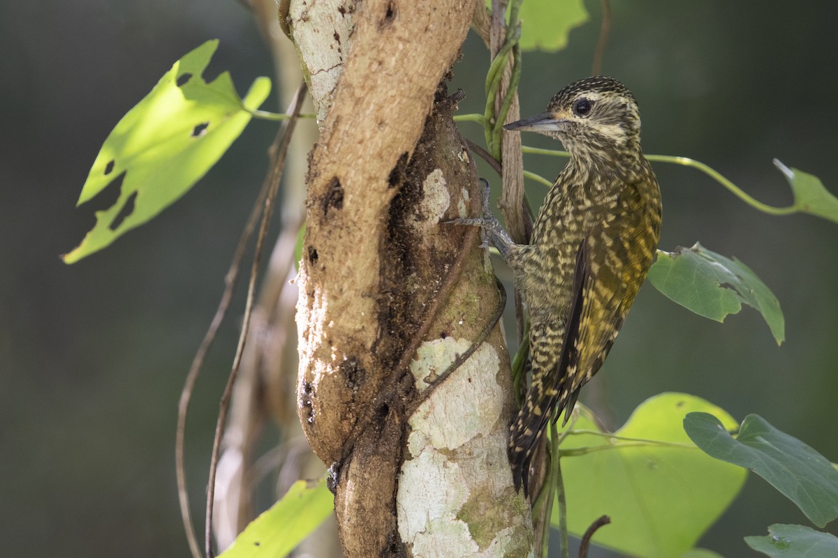White-spotted Woodpecker - Michael Stubblefield