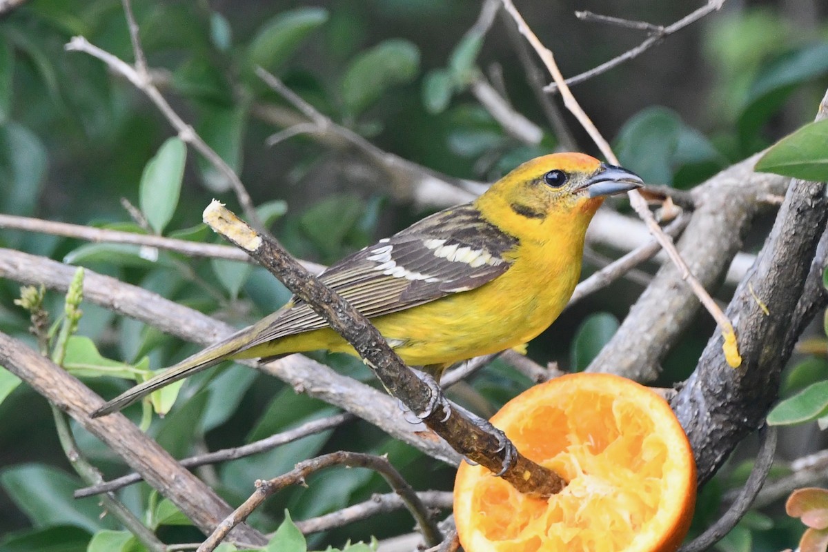 Flame-colored Tanager - ML340875651
