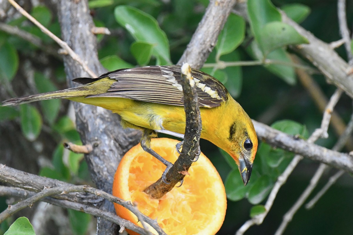Flame-colored Tanager - ML340875691