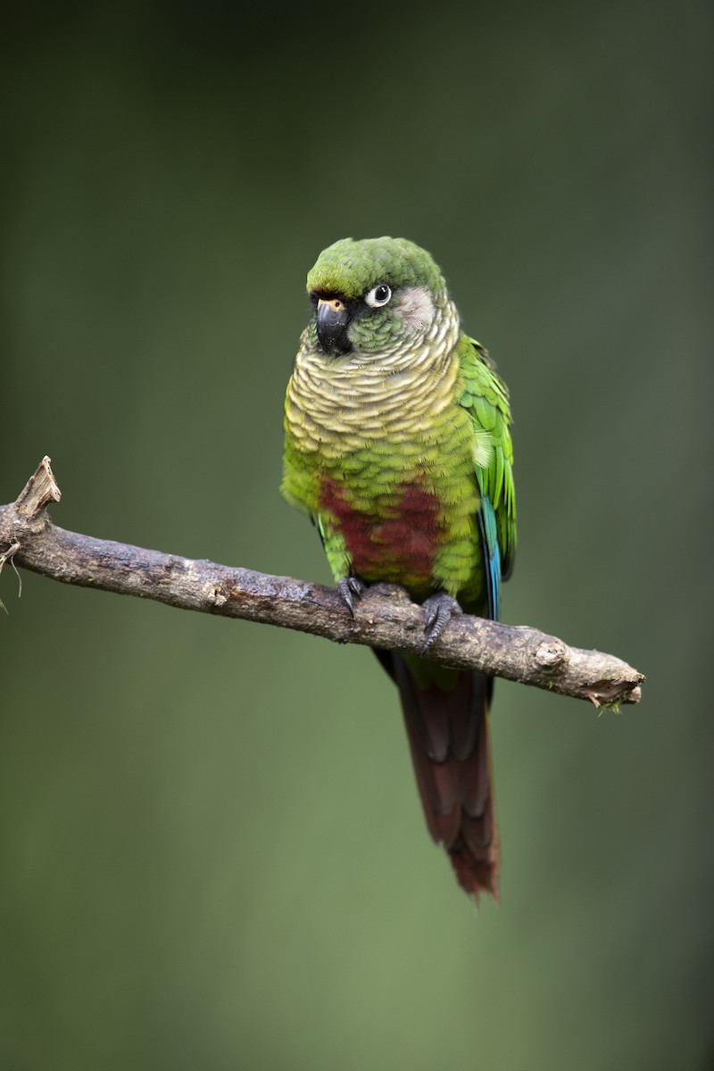 Maroon-bellied Parakeet (Green-tailed) - ML340875961