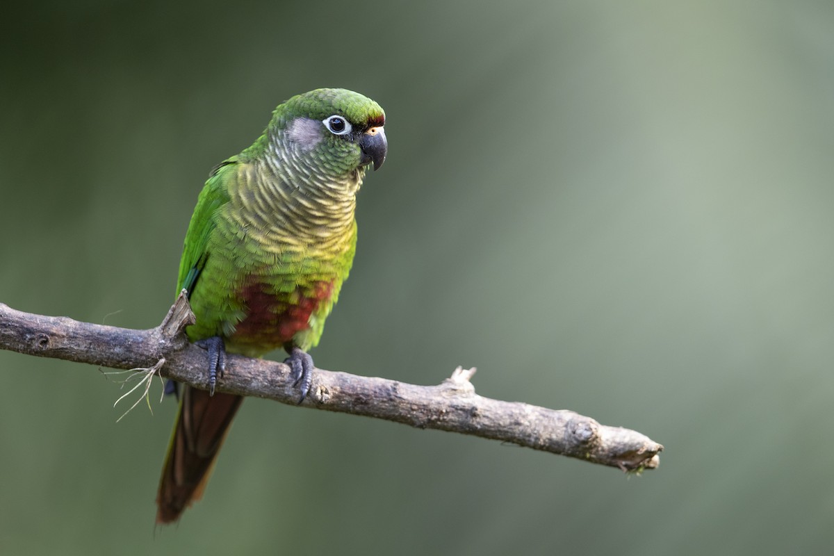 Maroon-bellied Parakeet (Green-tailed) - ML340876061