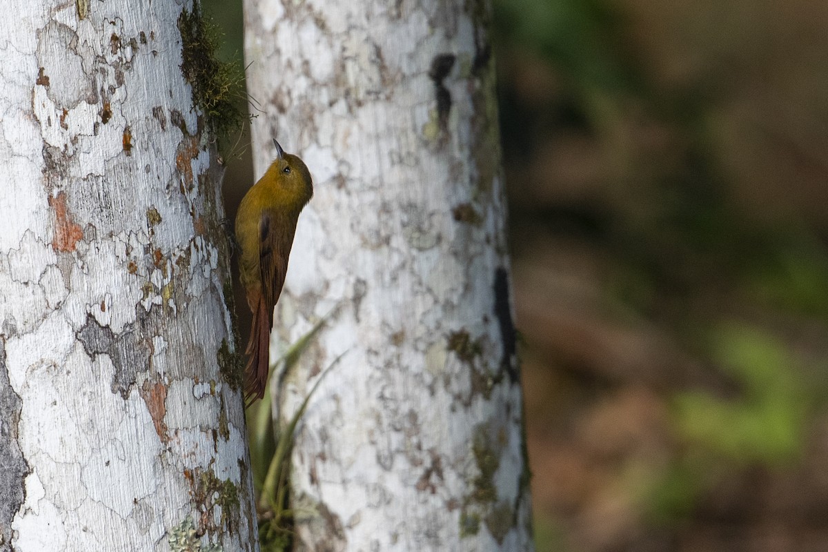 Olivaceous Woodcreeper (Olivaceous) - ML340876101