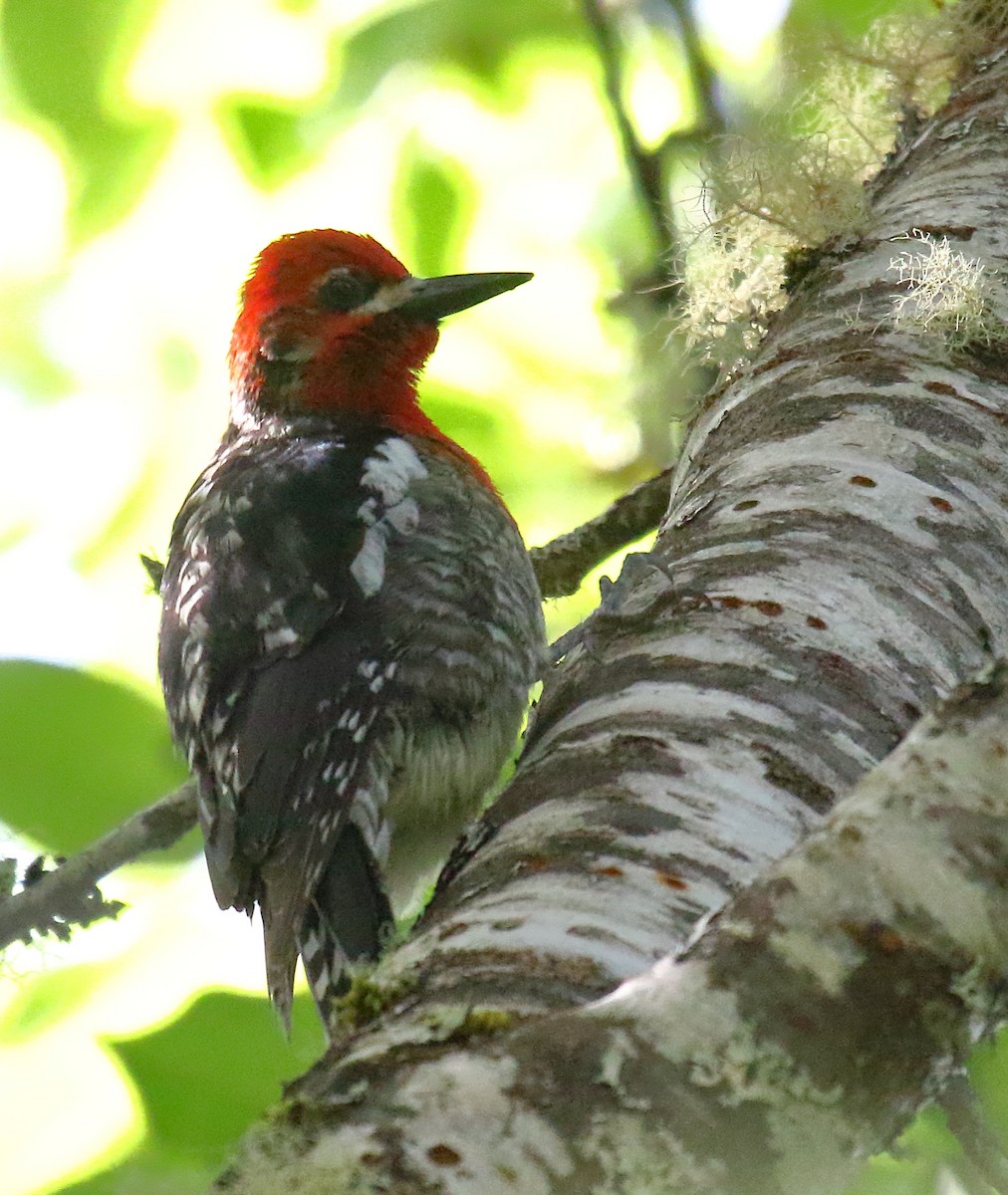 Red-breasted Sapsucker - ML340883431