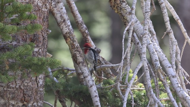Red-breasted Sapsucker - ML340889551