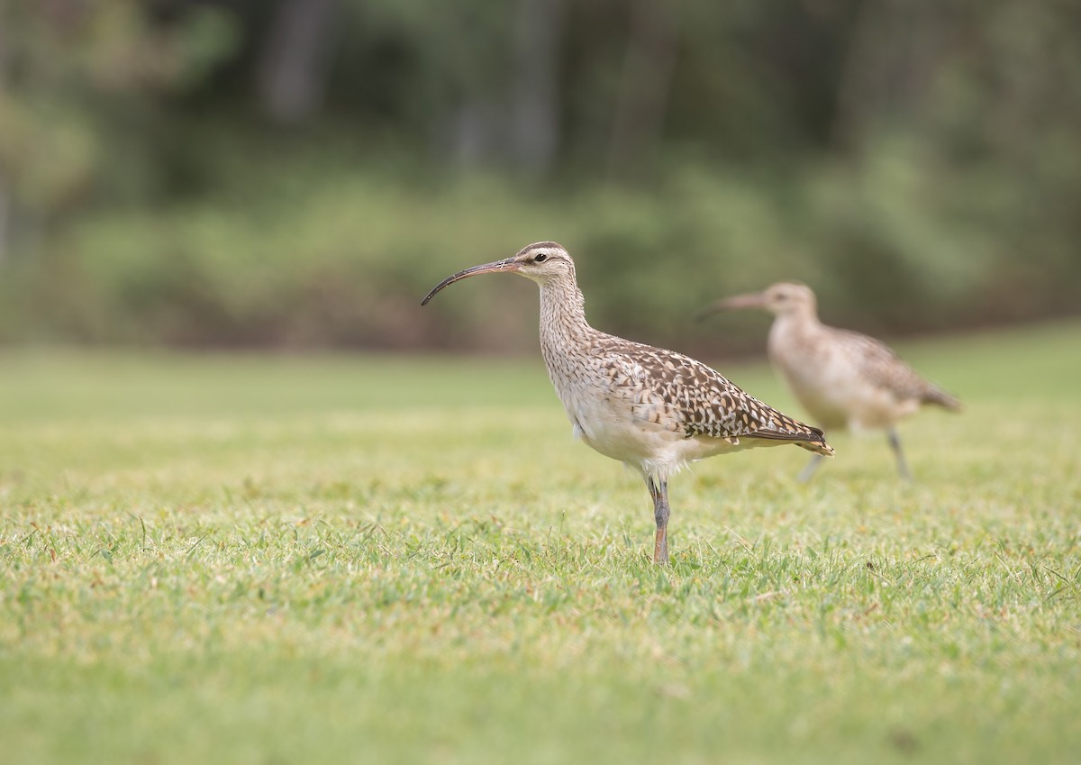 Bristle-thighed Curlew - ML340892981