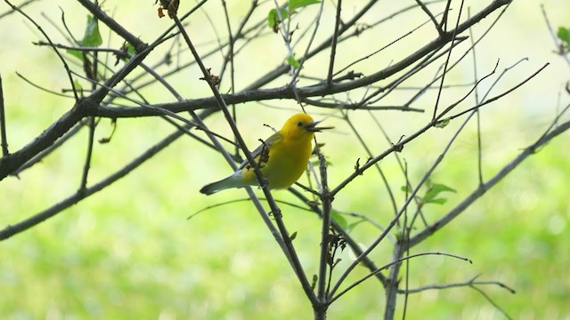 Prothonotary Warbler - ML340896631