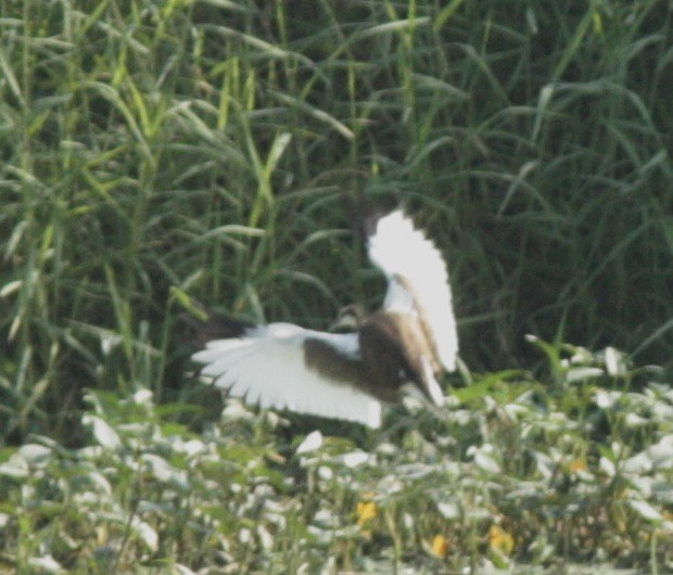 Pheasant-tailed Jacana - Dave Czaplak