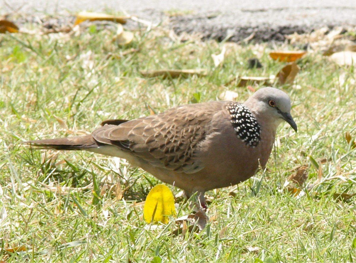 Spotted Dove - ML34090371