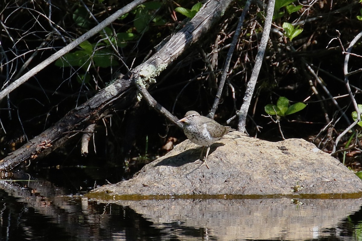 Spotted Sandpiper - Andy Sanford