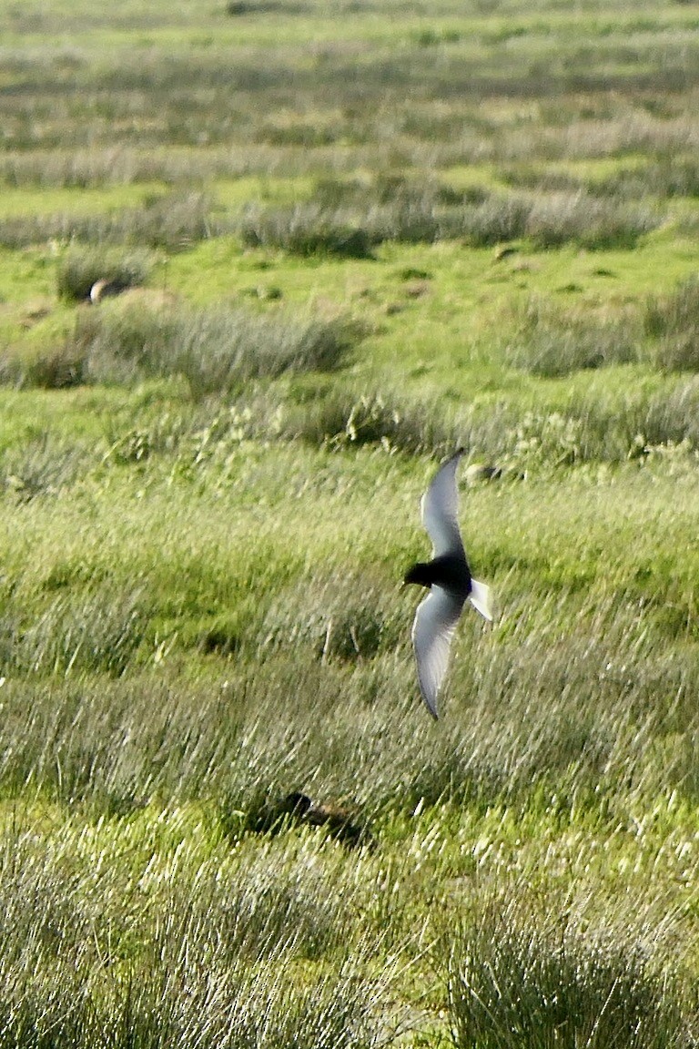 White-winged Tern - ML340909161