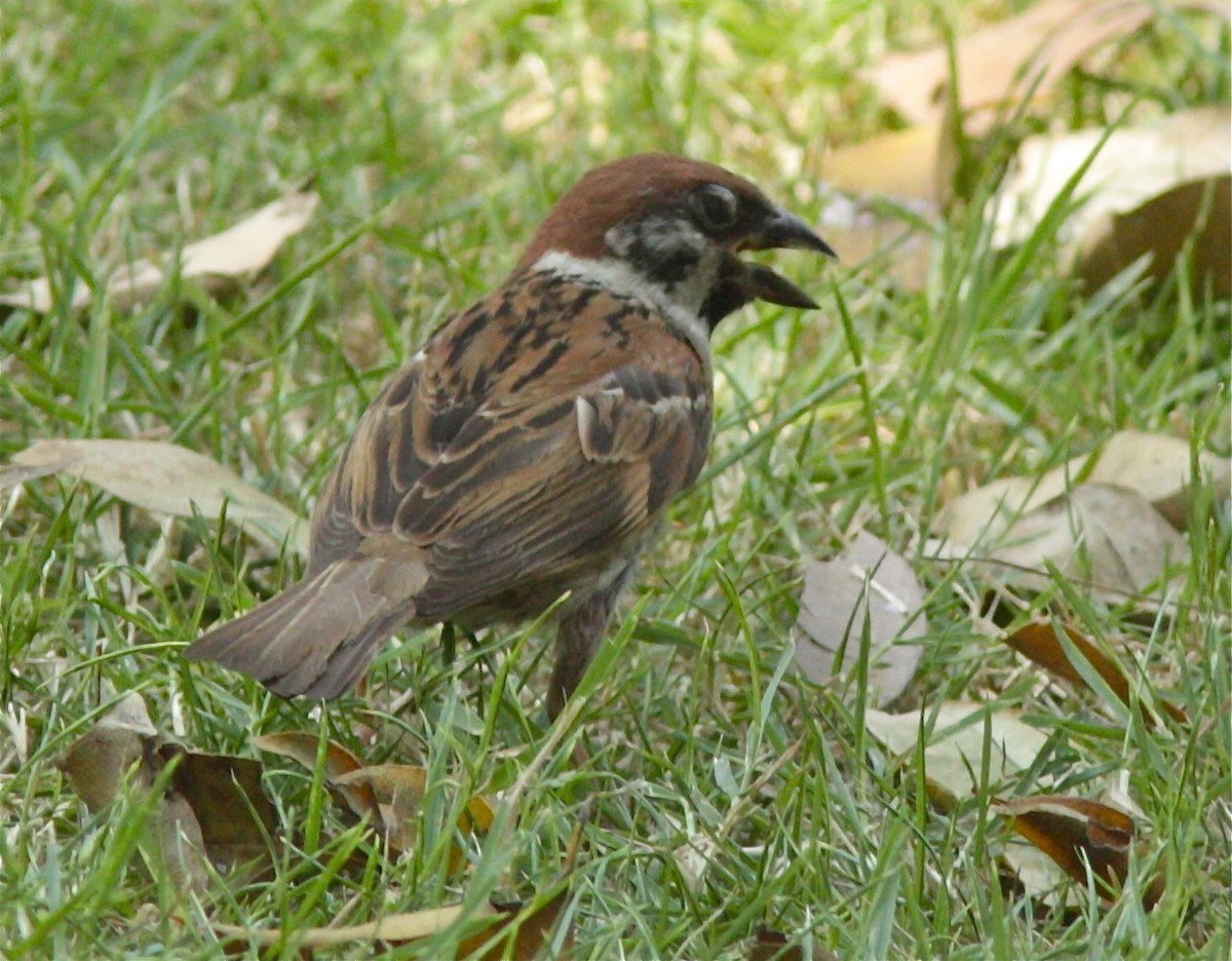 Eurasian Tree Sparrow - Dave Czaplak