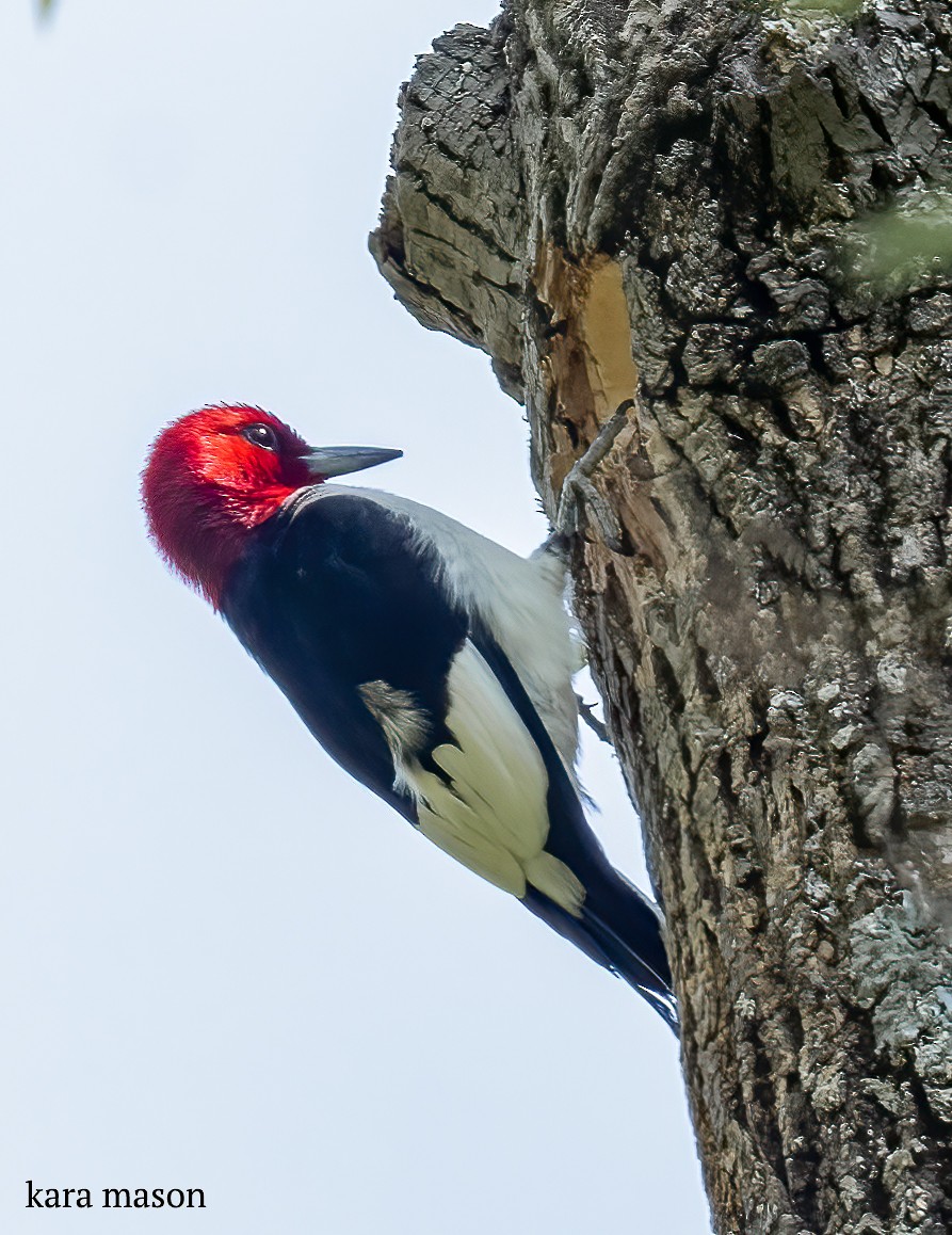 Red-headed Woodpecker - kara mason