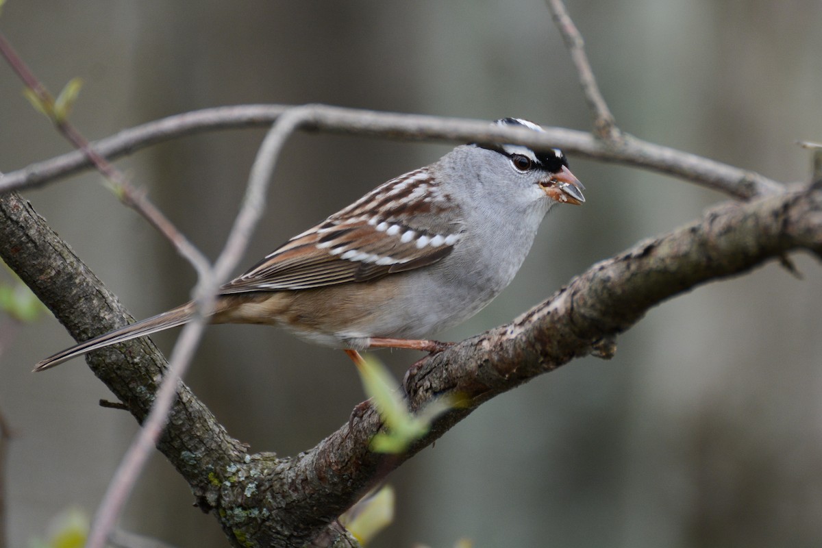 White-crowned Sparrow (leucophrys) - Patrick Maurice