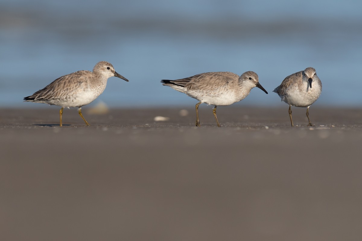 Red Knot - ML340929191