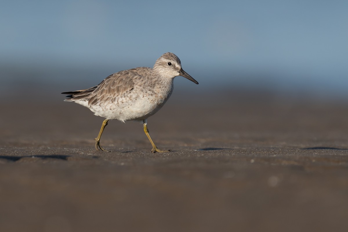 Red Knot - ML340929231