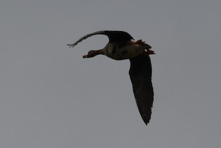 Greater White-fronted Goose, ML340929411