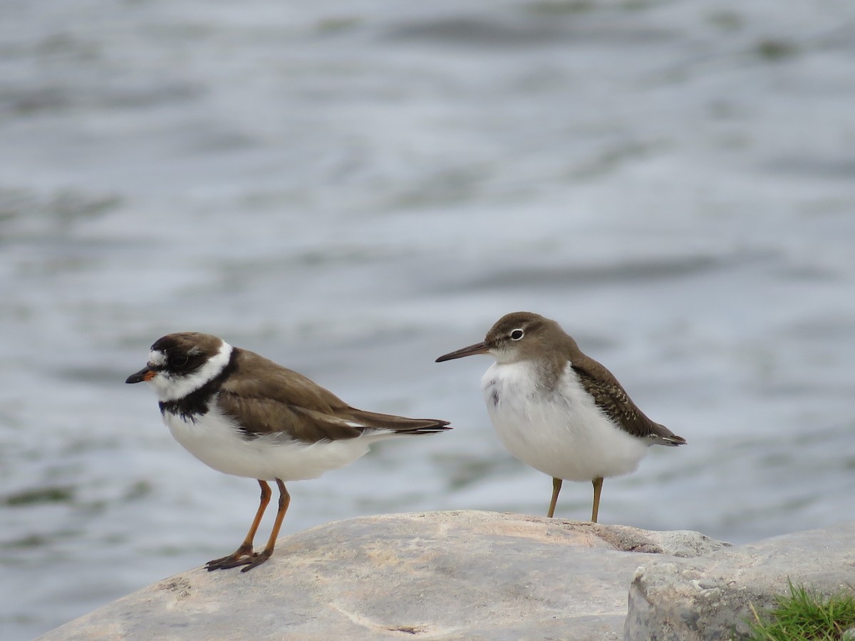 Semipalmated Plover - ML34093661
