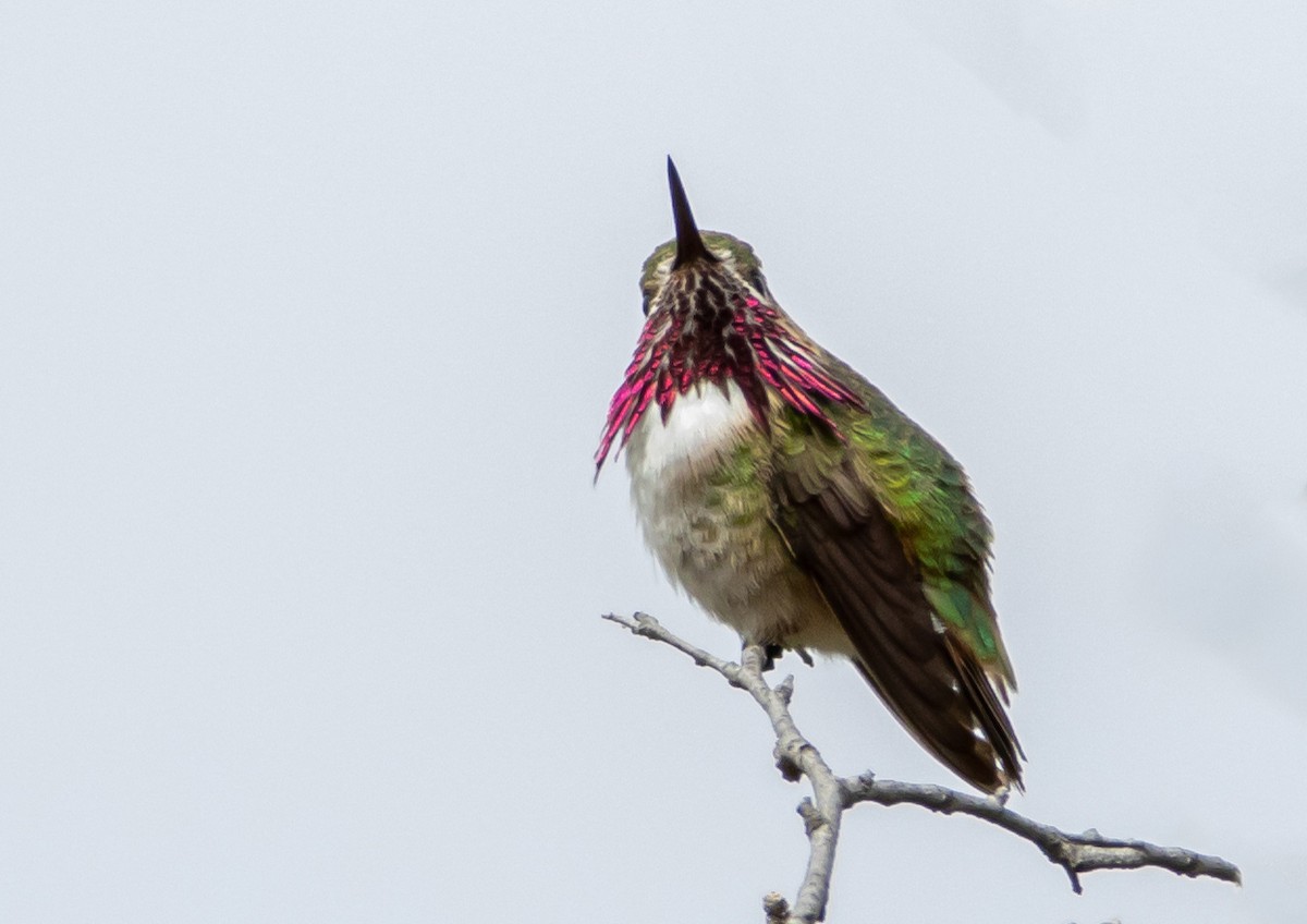 Calliope Hummingbird - ML340937261