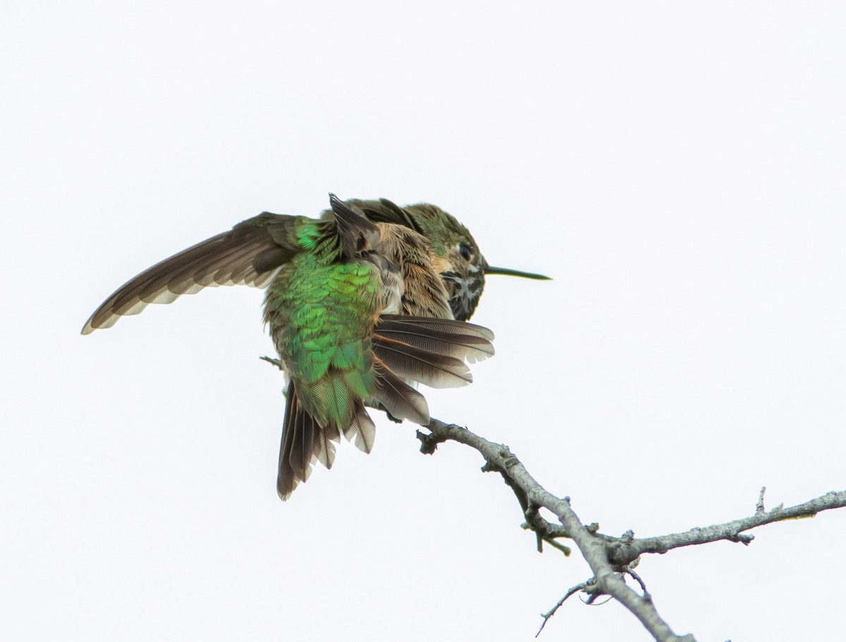 Calliope Hummingbird - ML340937271