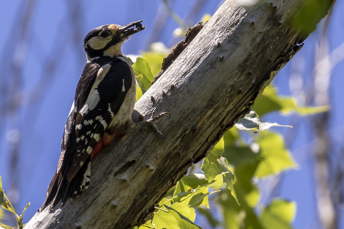 Great Spotted Woodpecker - Mayca Martí