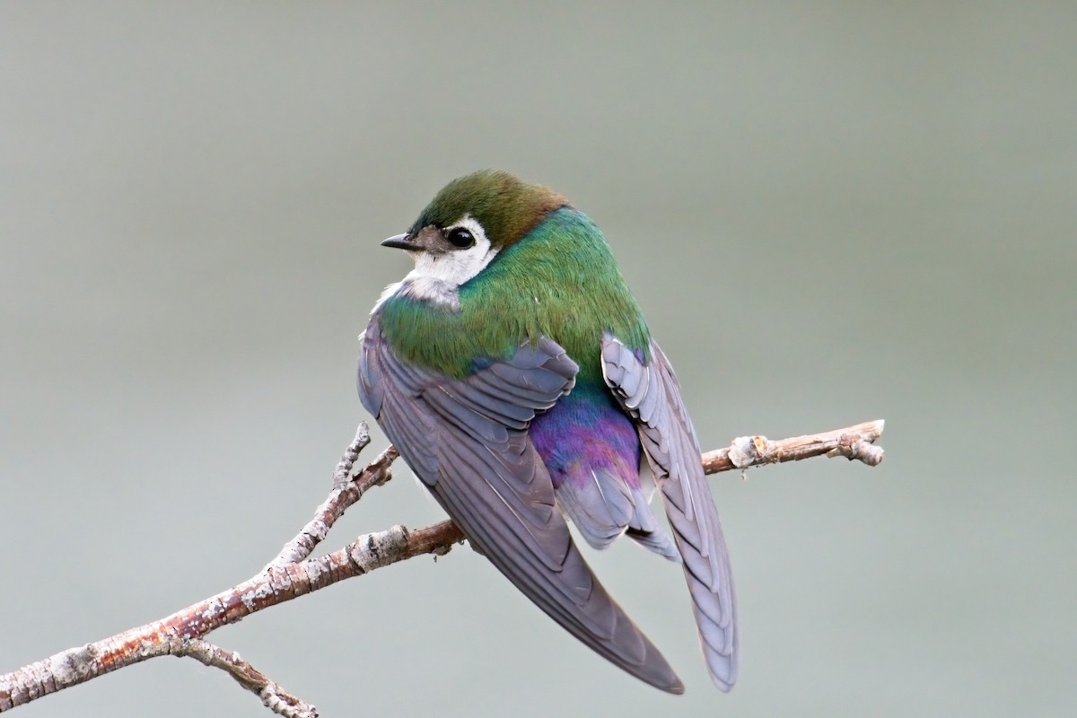 Violet-green Swallow - ML340940351