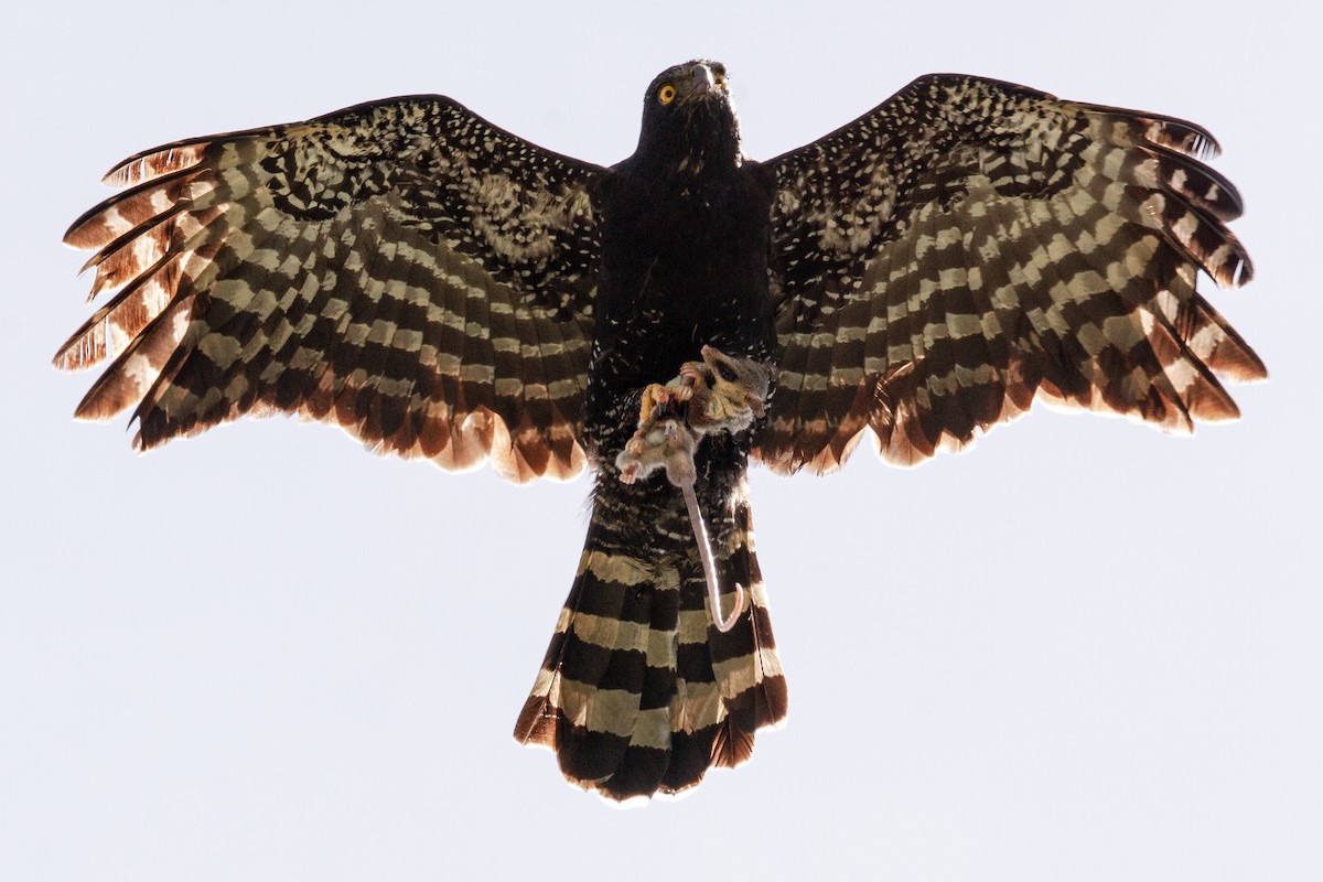 Black Hawk-Eagle - Calíope Rojas