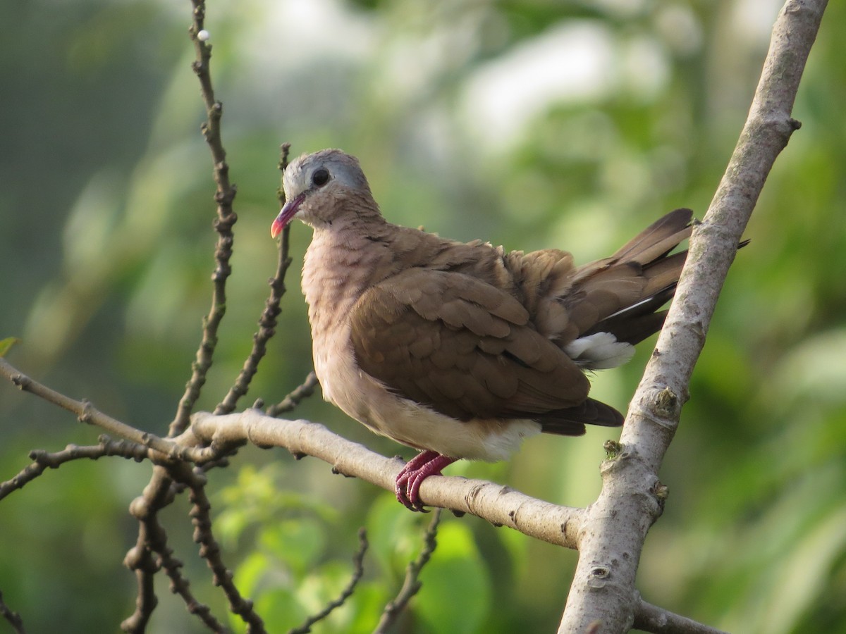 Blue-spotted Wood-Dove - ML34094641