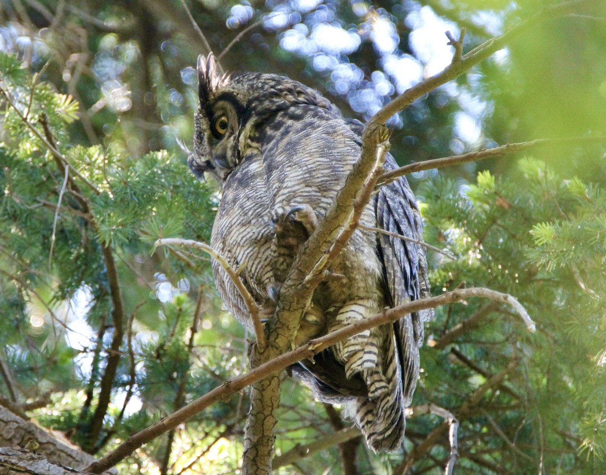 Great Horned Owl - ML340948271